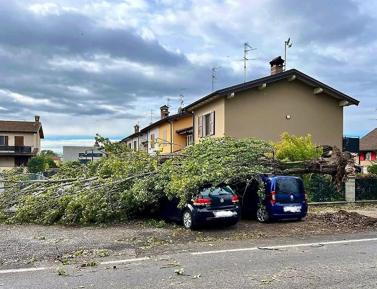 Via Cremona, le piante? «Soluzioni immediate»