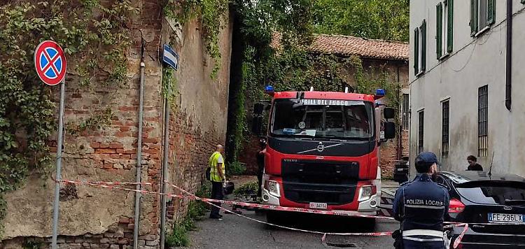 Giù una pianta: mici in attesa dell’oasi