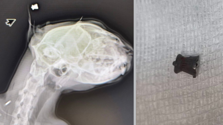 Gattina ferita con un colpo di pistola ad aria compressa