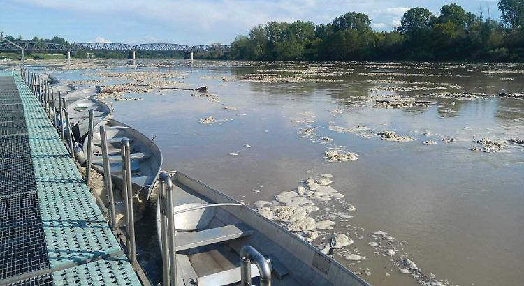 Tronchi contro le canoe: «Così si rischia la vita»