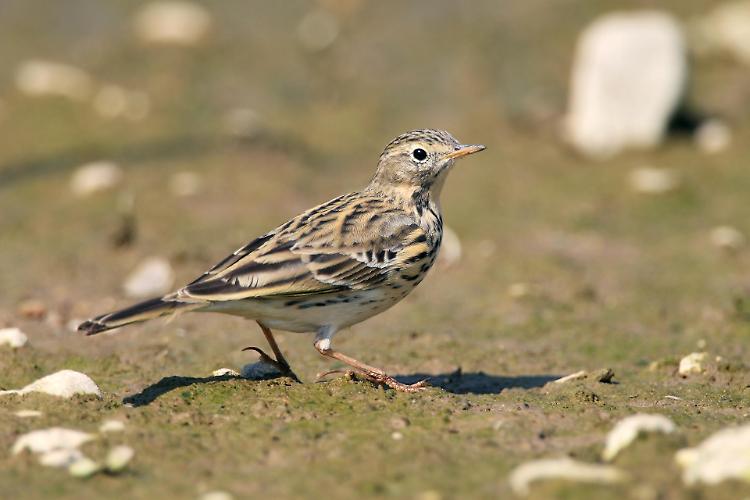Caccia a specie protetta: a processo due cacciatori bresciani
