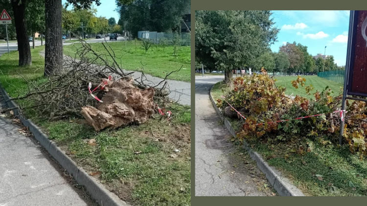Viale Cambonino: rimossi 13 alberi morti