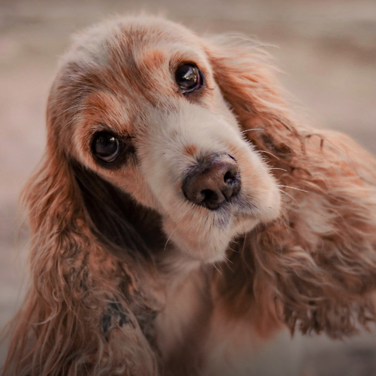 Petsfestival, il più grande evento italiano dedicato agli animali 