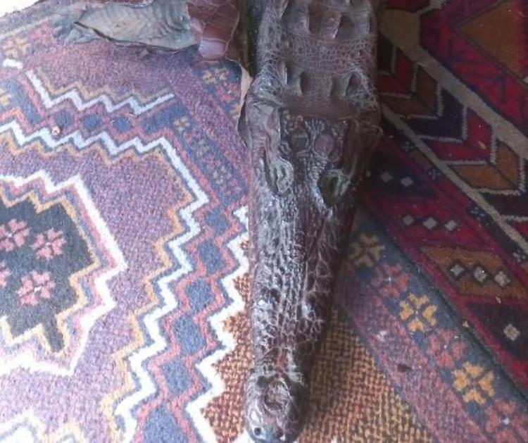 Espone una pelle di coccodrillo come opera d’arte: artista a processo
