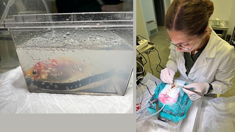 Primo intervento chirurgico su un pesce rosso: l’operazione riesce perfettamente