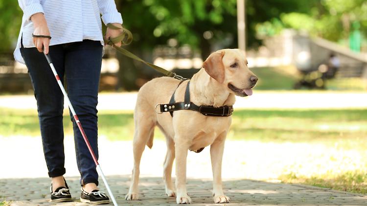Incontro speciale per celebrare il legame tra persone e cani guida
