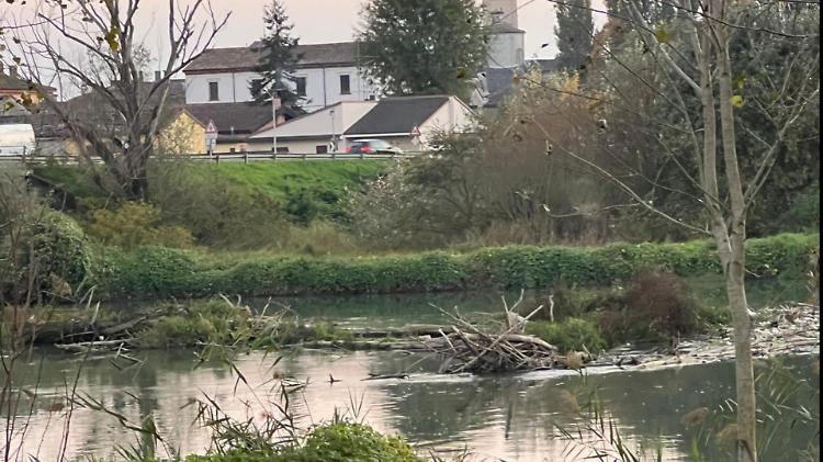 Cumuli di tronchi sotto il ponte sull’Oglio, cresce la preoccupazione per il rischio straripamento