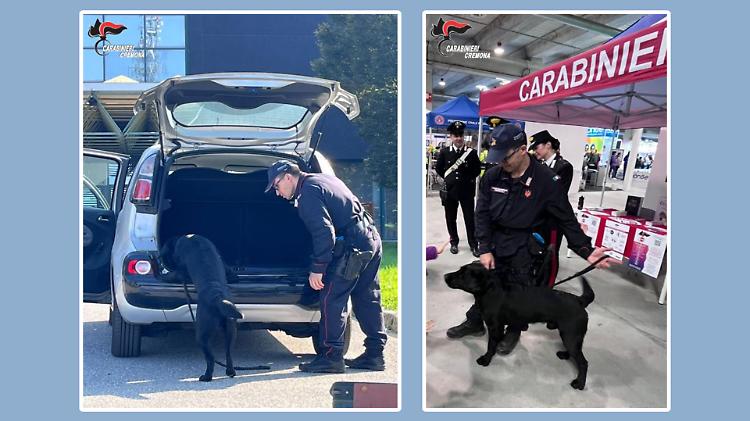 L'Arma dei carabinieri scende in campo contro droga, bullismo, violenza di genere e truffe agli anziani