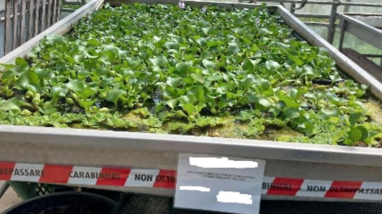 Commercio di piante aliene e invasive, smantellata la filiera illegale