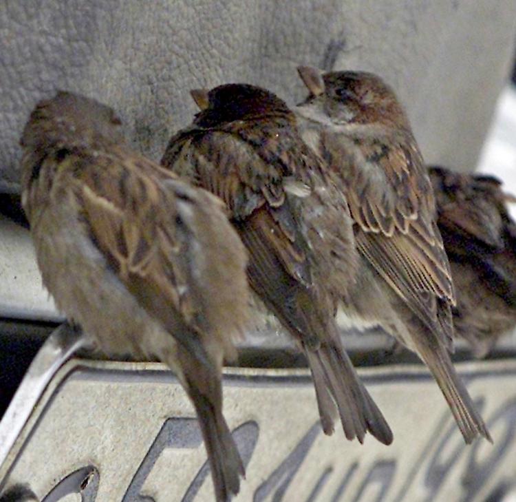 Architetta la truffa social dei cardellini, punito il finto allevatore napoletano