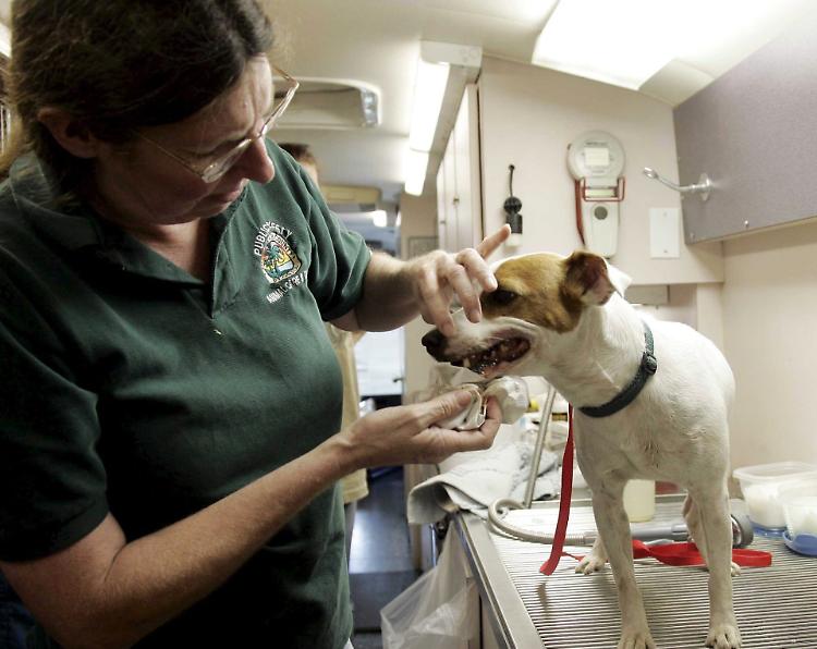 Pronto soccorso veterinario: «Ipotesi impraticabile»