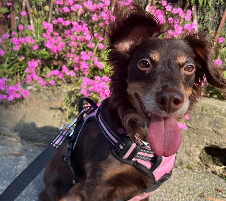 La cagnolina «Scappata e investita»