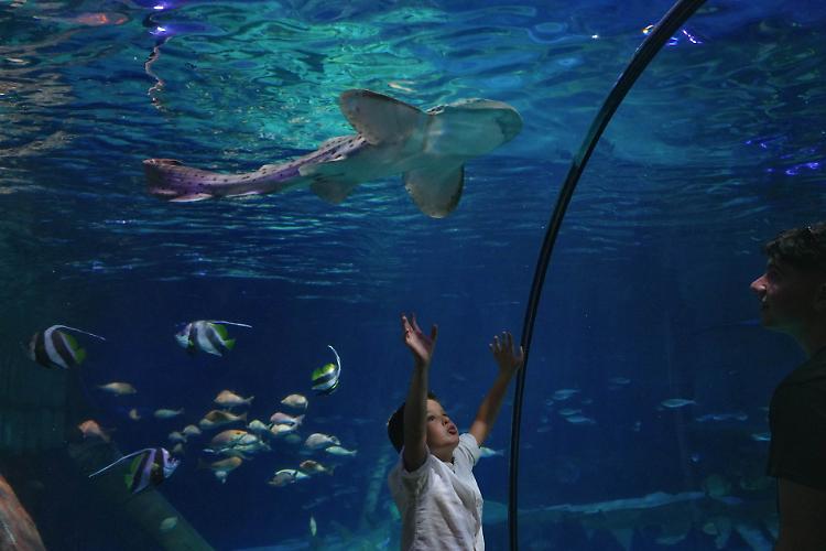 Gardaland SEA LIFE celebra la Giornata della Gentilezza con talk sugli squali e installazioni LEGO®