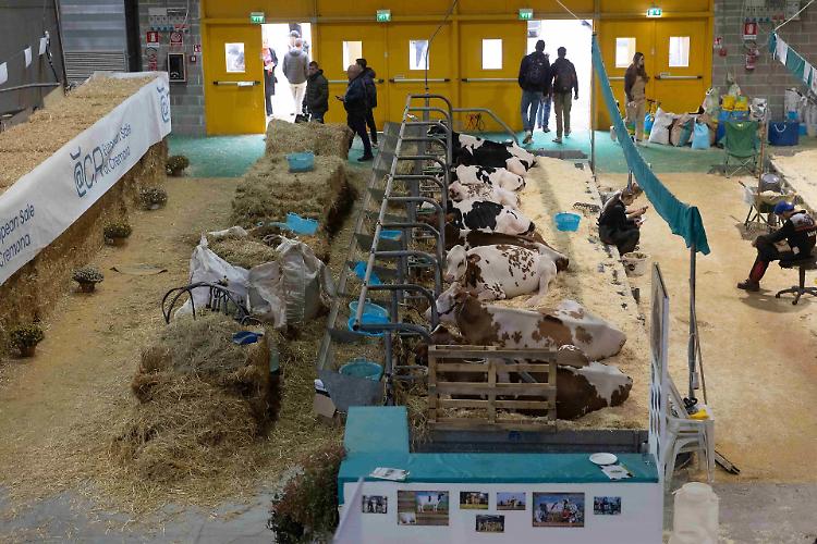 Delegazioni da Usa e Canada alle Fiere Zootecniche Internazionali