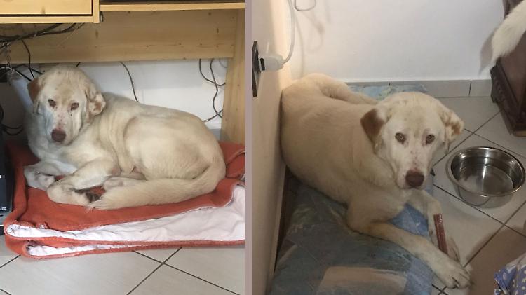 Oliver ritrovato dopo un mese di ricerche