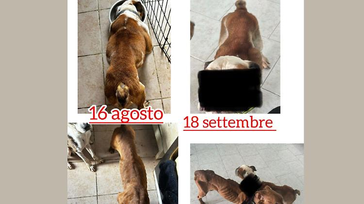 Tre cani ridotti allo stremo: esposto della Lav in Procura