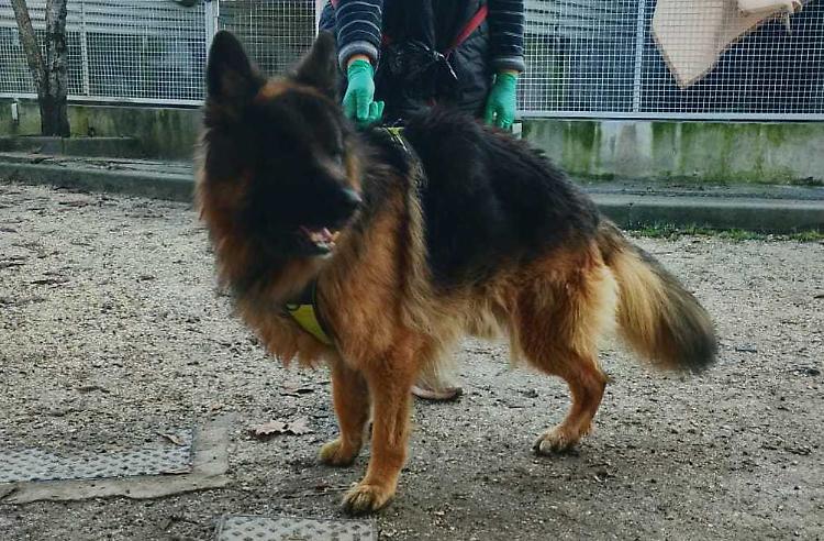 &laquo;Tanti cani nelle gabbie, Hope &egrave; senza casa&raquo;