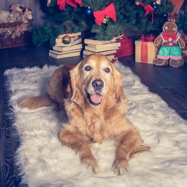 "Letture a sei zampe" appuntamento per bambini e ragazzi