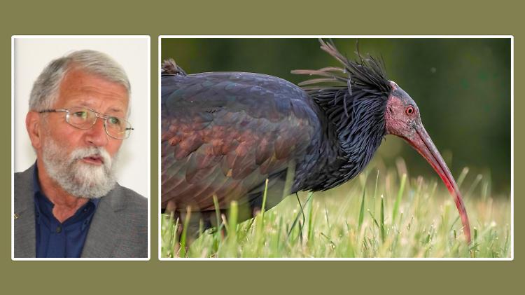 Tornano ibis e cicogne, il Po pi&ugrave; ricco e ospitale