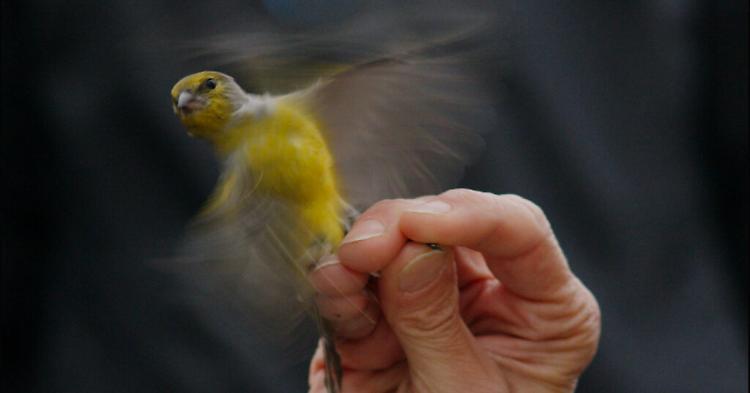 Proiezione del film "Migratori" dell'artista Agnese Galiotto
