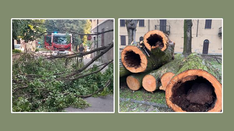 Alberi abbattuti, erano tutti &laquo;pericolosi&raquo;