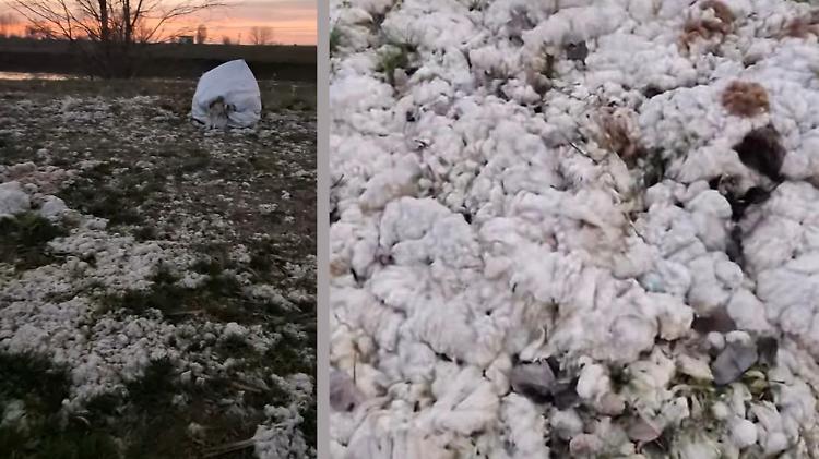 Montagne di lana abbandonata in zona golenale
