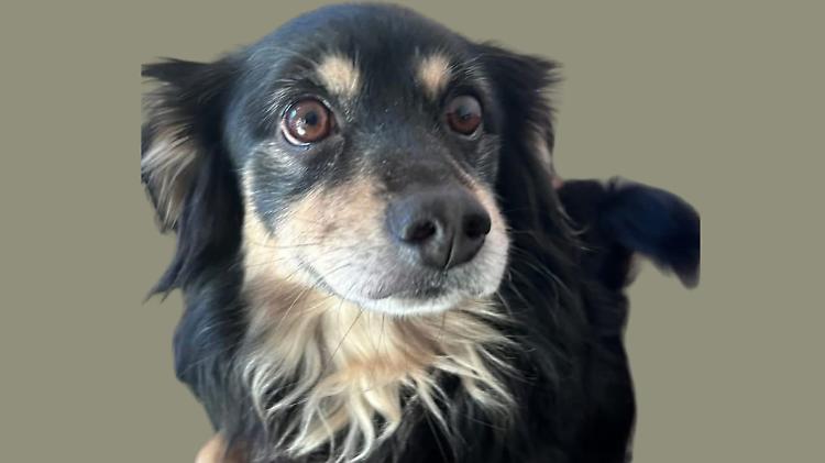 Ha vegliato il corpo della sua padrona, ora Pick cerca una nuova famiglia