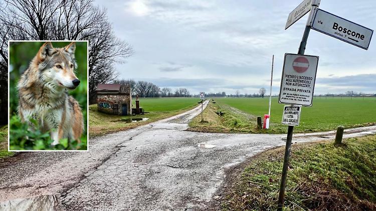 Allarme lupi: resti di capriolo nel parco del Morbasco