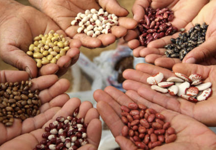 Obiettivo biodiversit&agrave;, altre otto specie agricole protette