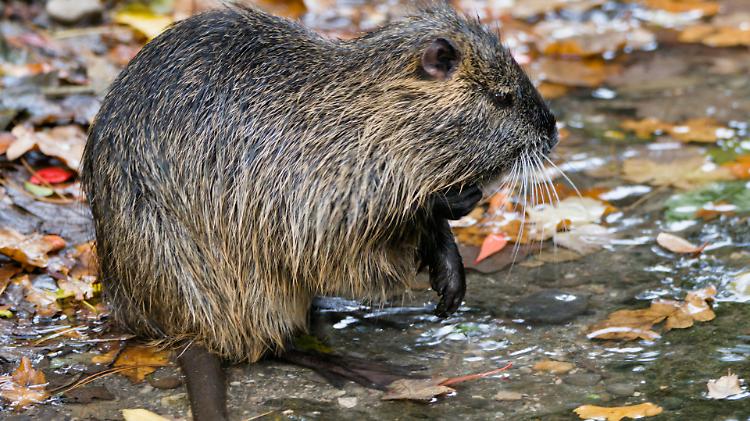 Nutrie a un passo dalle case