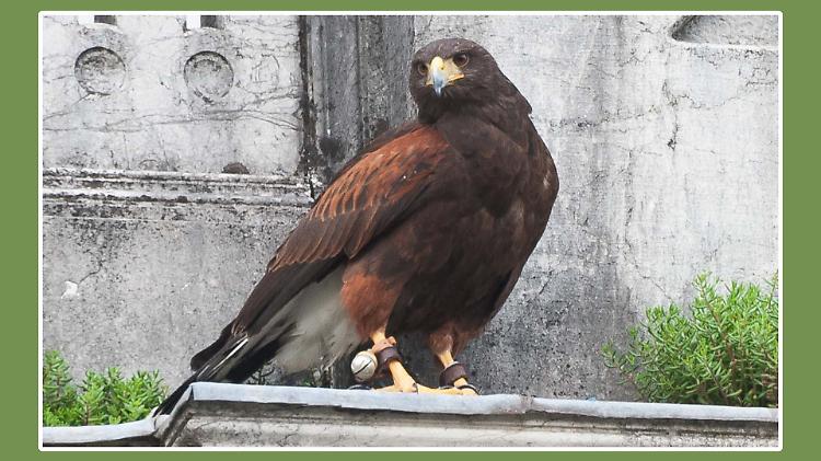 Falchi in volo per scacciare i piccioni
