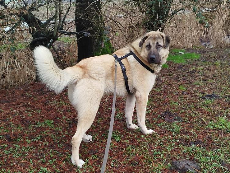 Appello dal canile consortile: servono scorte di cibo per 60 ospiti