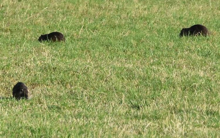 Nutrie: &laquo;Il grosso &egrave; fatto con i 12.349 abbattimenti&raquo;