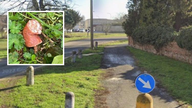 Boccone sospetto in mezzo all&rsquo;erba: &laquo;L&rsquo;abbiamo tolto di bocca al cane&raquo;