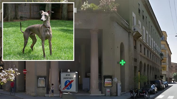 Cremona: levriero precipita da 15 metri e muore sul colpo, proprietari identificati