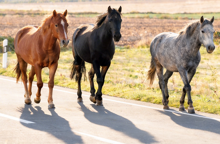 Cavalli in fuga: scontro con un'auto