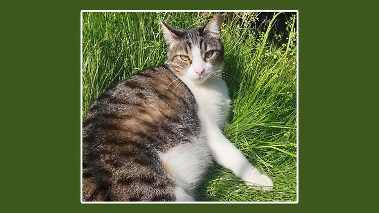 &laquo;Benzina sul gatto? Sono qui da innocente&raquo;