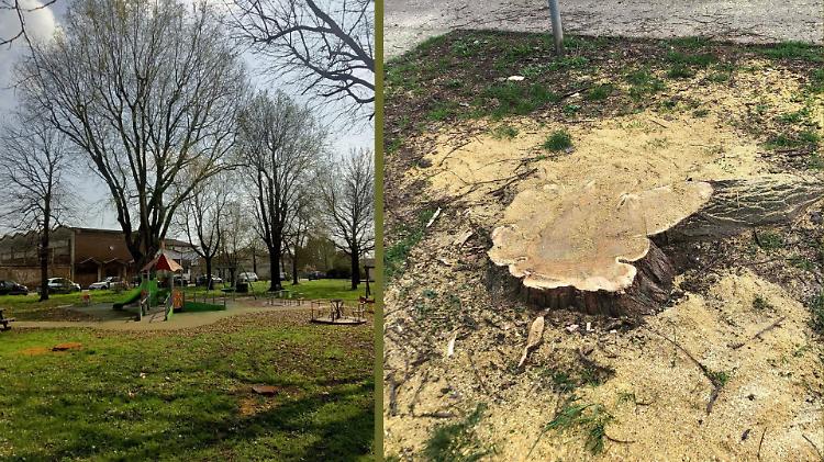 Addio gelsi: &laquo;Erano ammalorati&raquo;