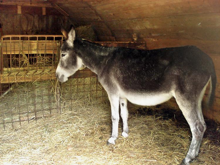 Asino fugge nella notte