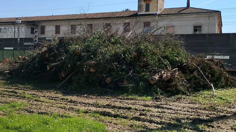 &laquo;Strage di piante nel campetto&raquo;