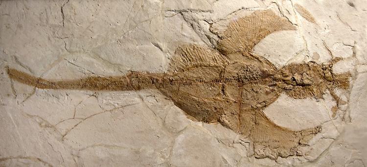 Comunicato Stampa: Fossili di Bolca verso l&rsquo;UNESCO