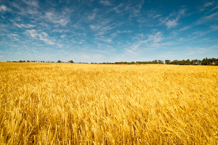 Grano, Giansanti: "Lo sblocco sull'export ucraino scongiura la crisi alimentare globale"