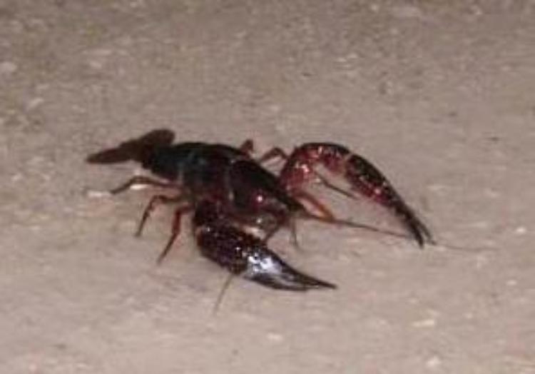 I gamberi della Louisiana arrivano
alle porte della città