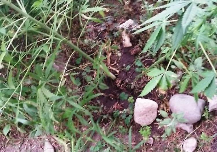 Cannabis nell'aiuola condominiale, denunciato 38enne