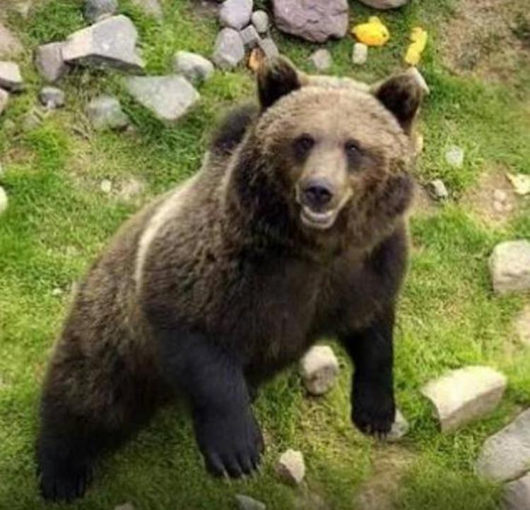 Uccisa l'orsa Daniza