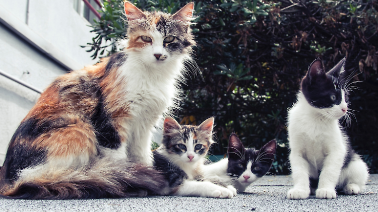 Boom di gatti, via alle sterilizzazioni