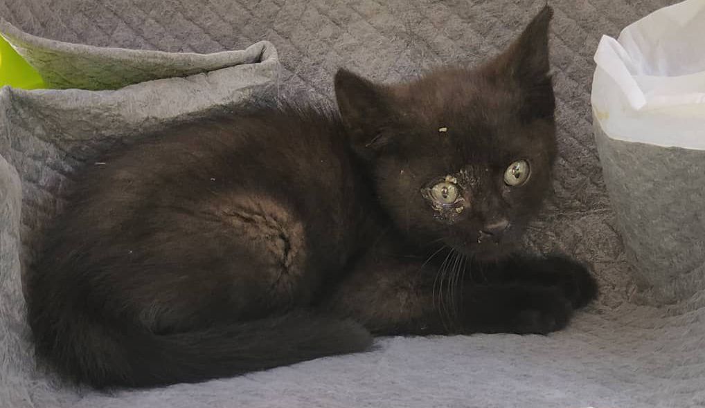 la gattina salvata