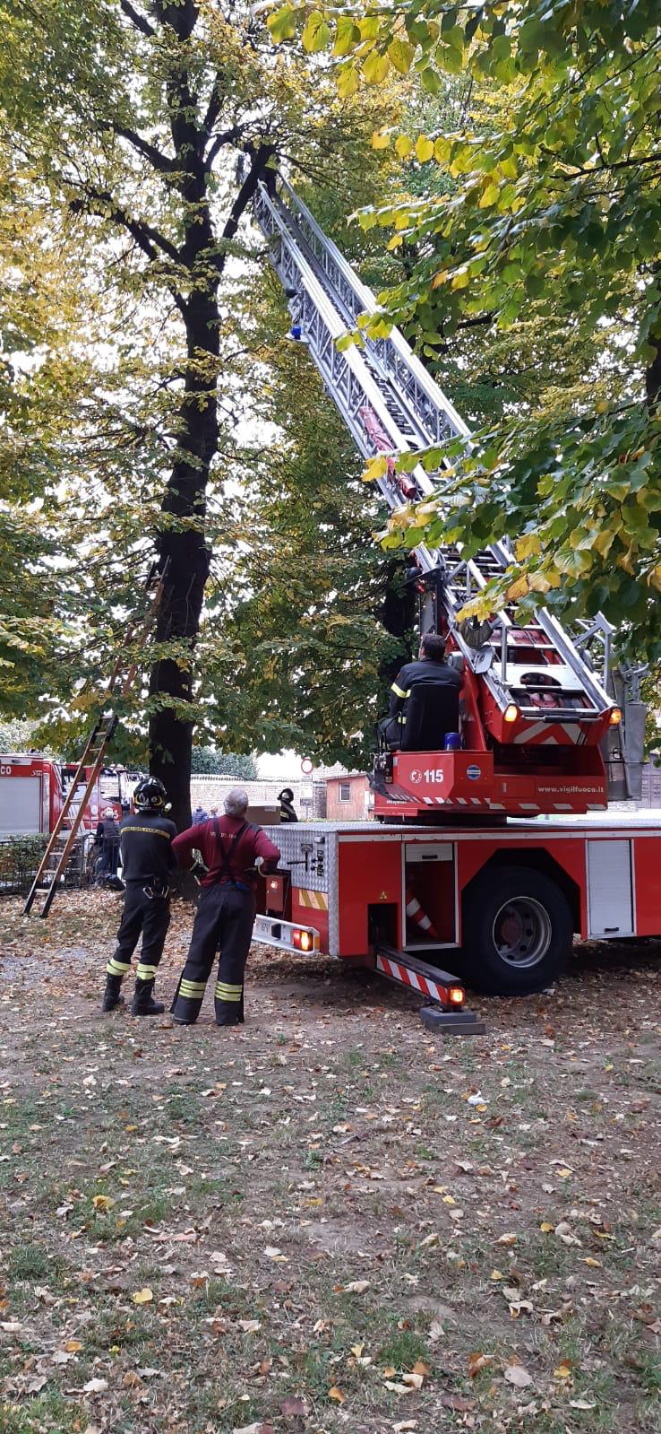 albero micio
