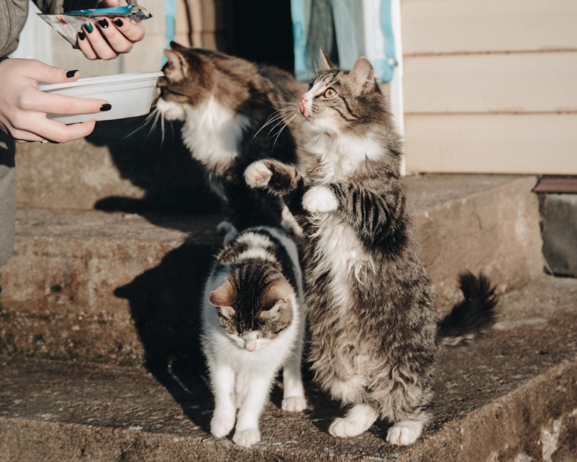gatti