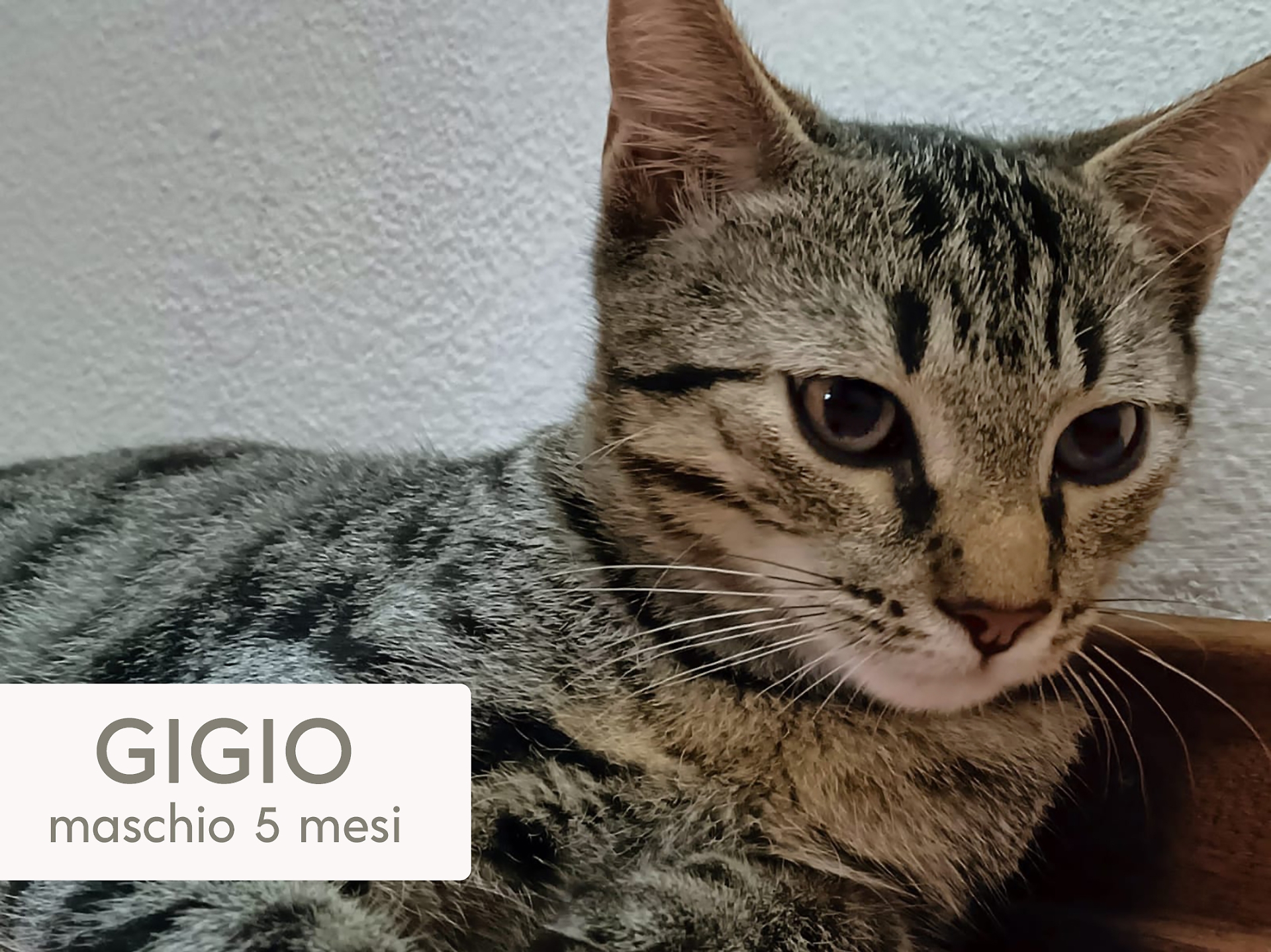 gigio